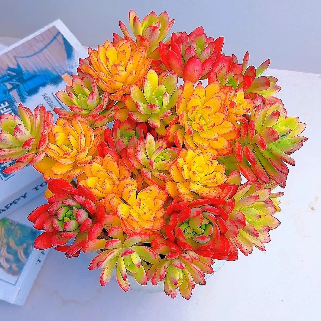 【七彩家  大盆七彩云南 多肉植物】新手好养  脱土发