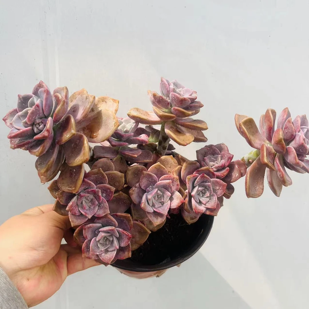 老桩糖心紫乐  整装 脱土发 多肉植物  轻微掉叶子 （两单包邮）