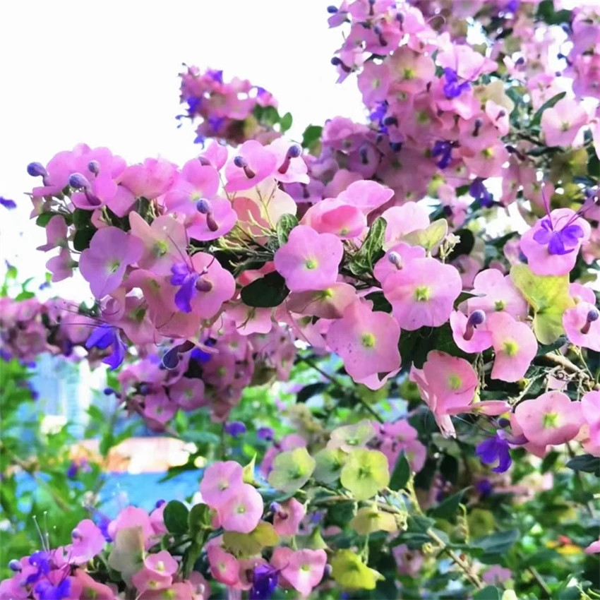 粉苞冬红花当年开花庭院盆栽塔西提粉色帽子花苗喜阳耐热花卉植物