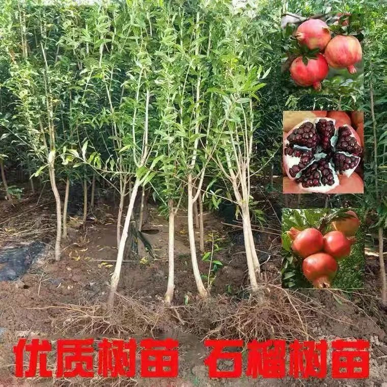 石榴树苗石榴苗突尼斯软籽石榴南北方种植当年结果盆地载庭院果树