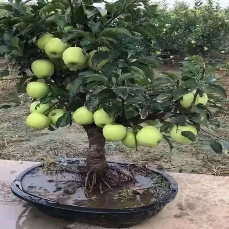 5年苗】正宗苹果树苗庭院地栽阳台盆栽冰糖心耐寒耐热包活室内南方