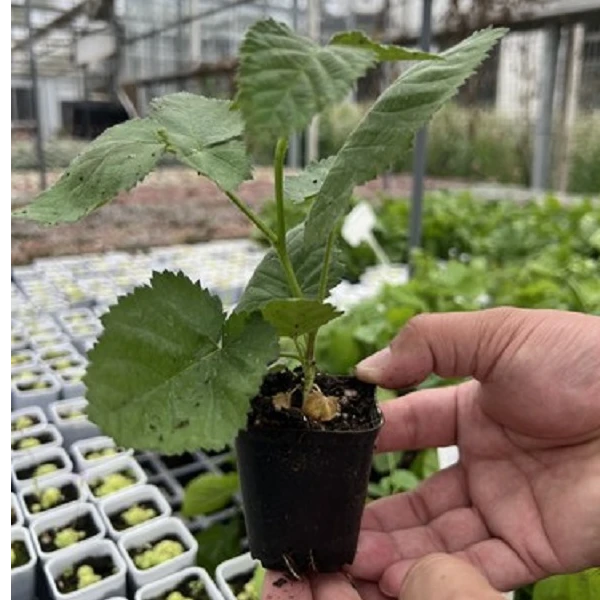 黑莓盆栽单季果纯甜口南北方种植室内阳台露台室外庭院花园地栽