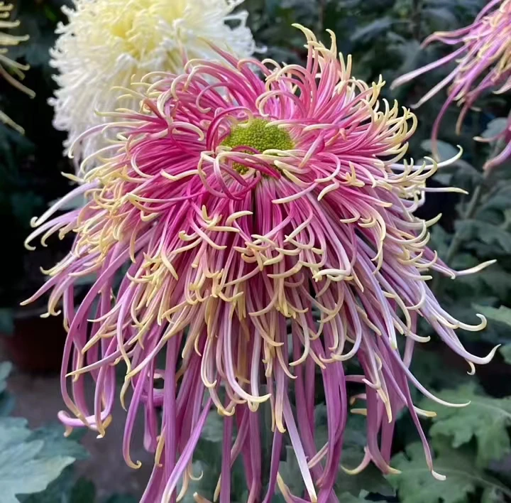 丝菊首选桃红柳绿菊花苗带花苞，【一物一拍】现场挑选，大花型丝菊！