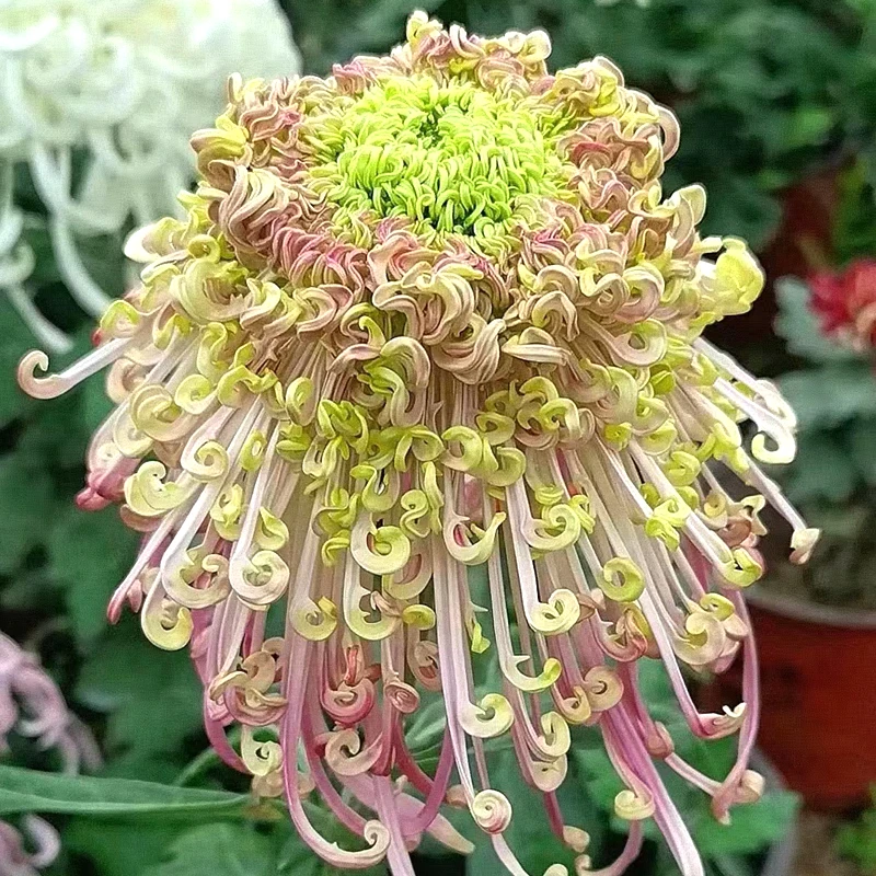 出售经典丝菊【碧玉勾盘】菊花苗带花苞，【一物一拍】现场挑选！