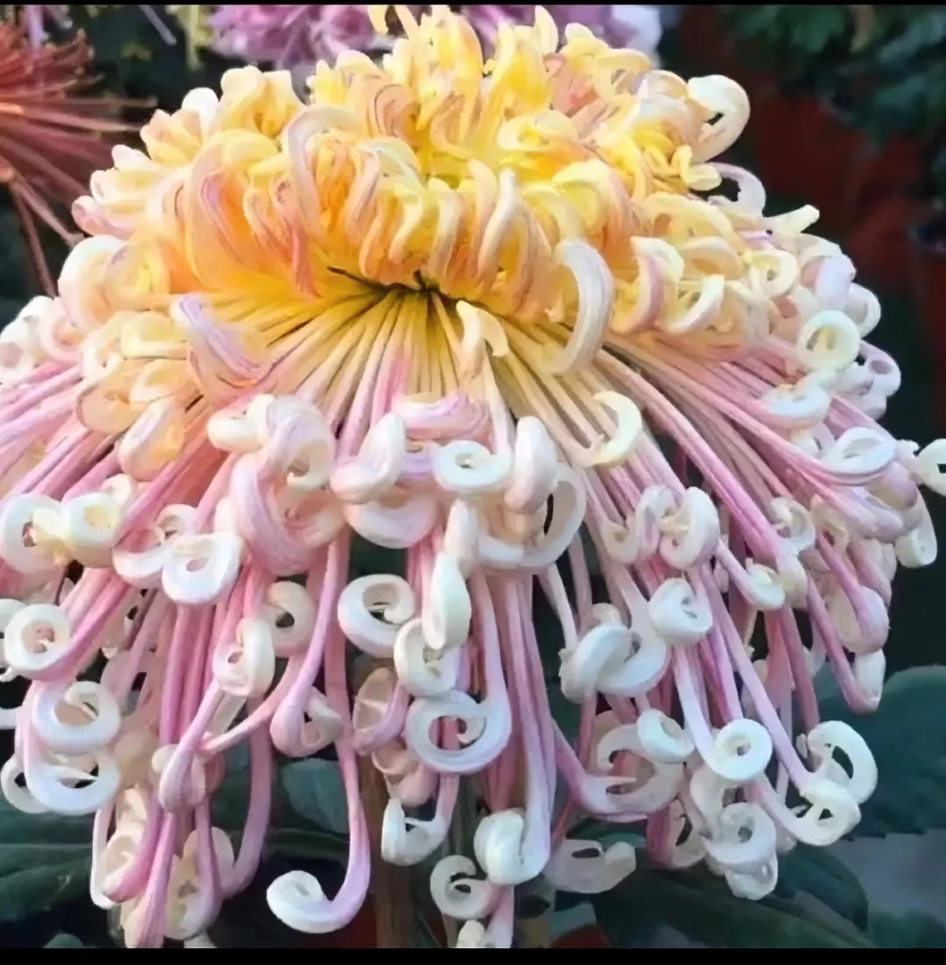 一物一拍，菊花苗不带花苞，出售多头大苗，坐等开花，基地对版发货！
