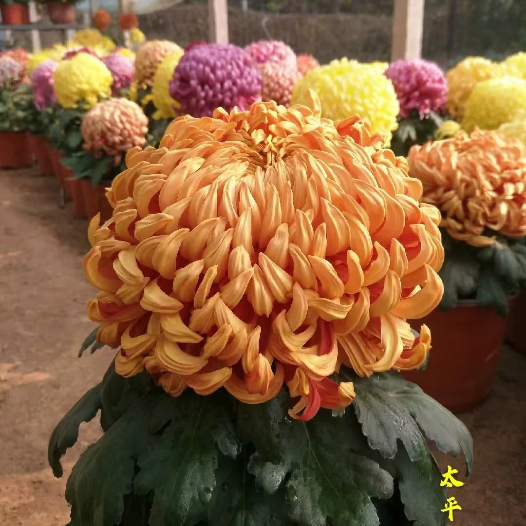 菊花苗带花苞【一物一拍】，精品九月菊首秀来袭，坐等开花，基地直发！
