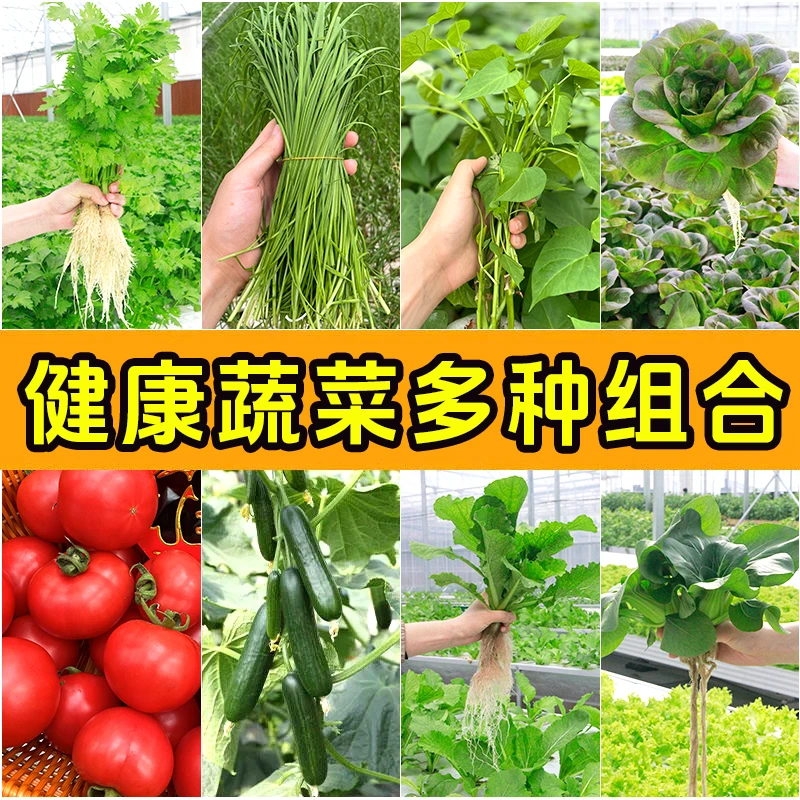 （现采现发）0农残水培蔬菜组合韭菜生菜芹菜健康白菜油菜西红柿小时达当日达100g-2500g绿色蔬菜香菜