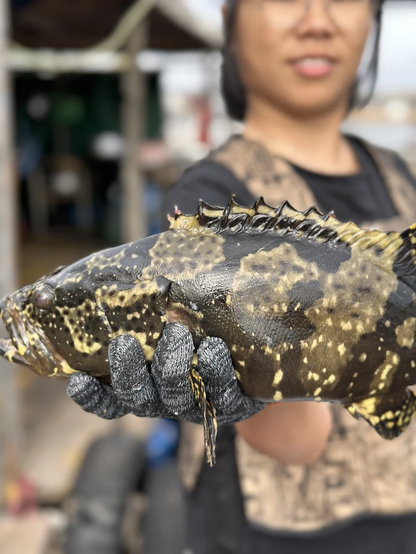 （美）广东湛江本港直发鲜冻石斑鱼三条650-750g/条
