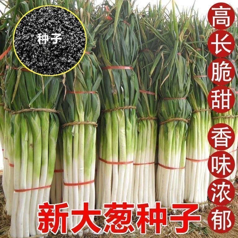 【精品种子特价】大葱种子山东章丘铁杆大葱长白高产抗病耐寒葱种