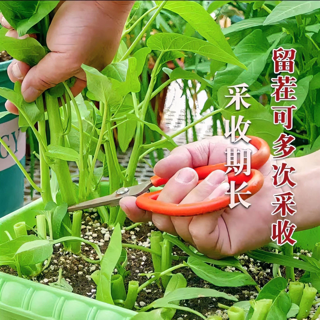 【拍2发3】三叉空心菜种子 青梗空心菜通心菜 四季阳台盆栽蔬菜子