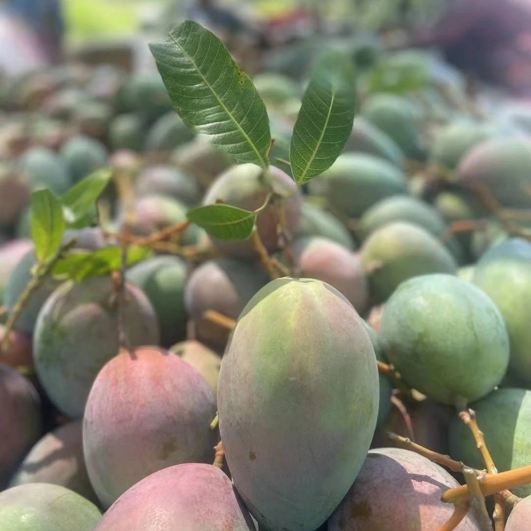 攀枝花自然熟现摘现发凯特净重5斤包邮农产品饱满汁水果香