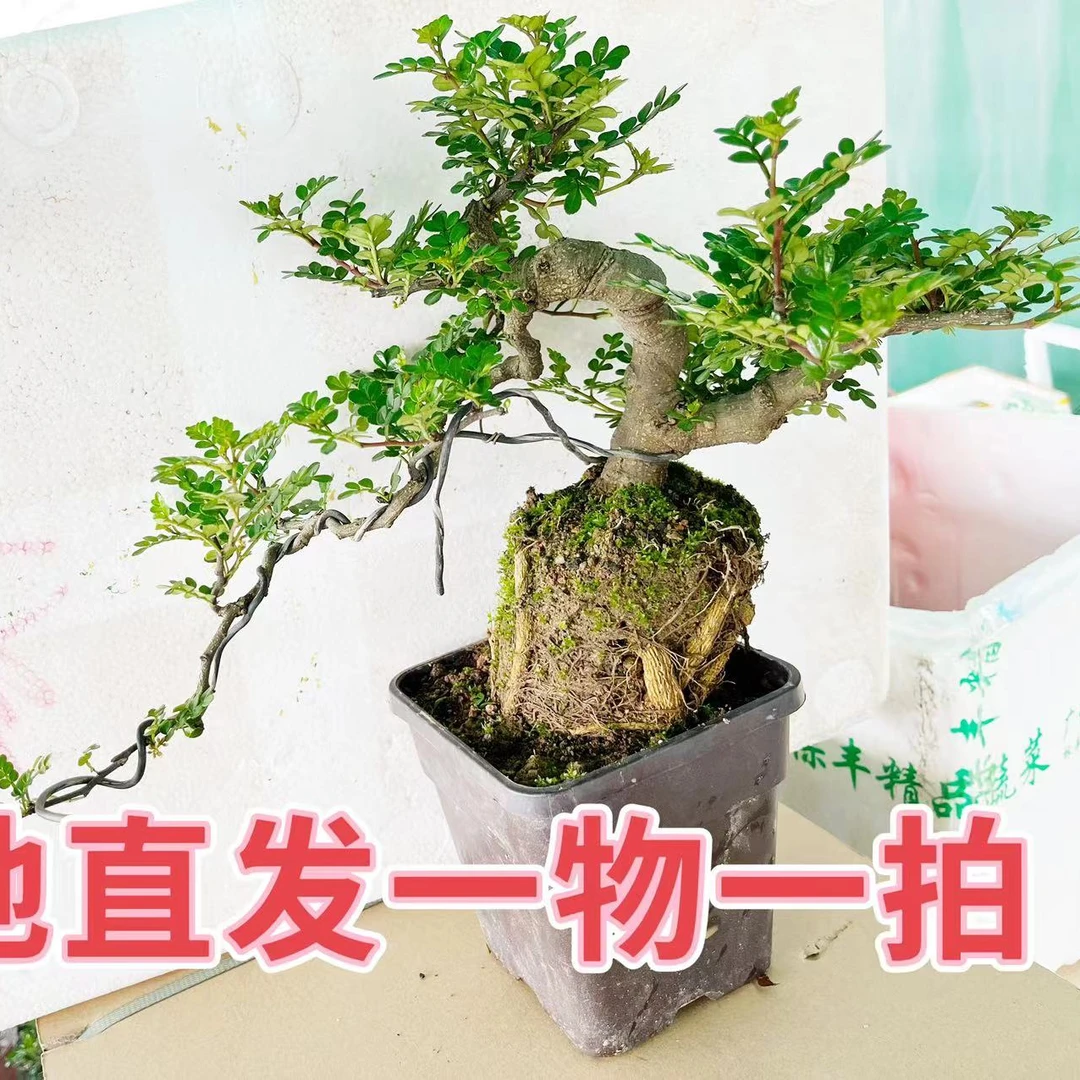 基地盆景，一物一拍，基地直发链接