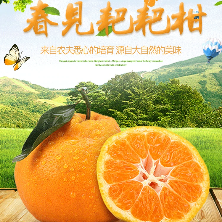 四川正宗春见耙耙柑皮薄多汁水爆汁坏果包赔