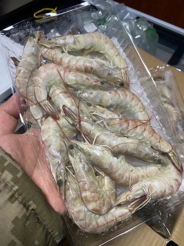 渤海湾海水盐田虾