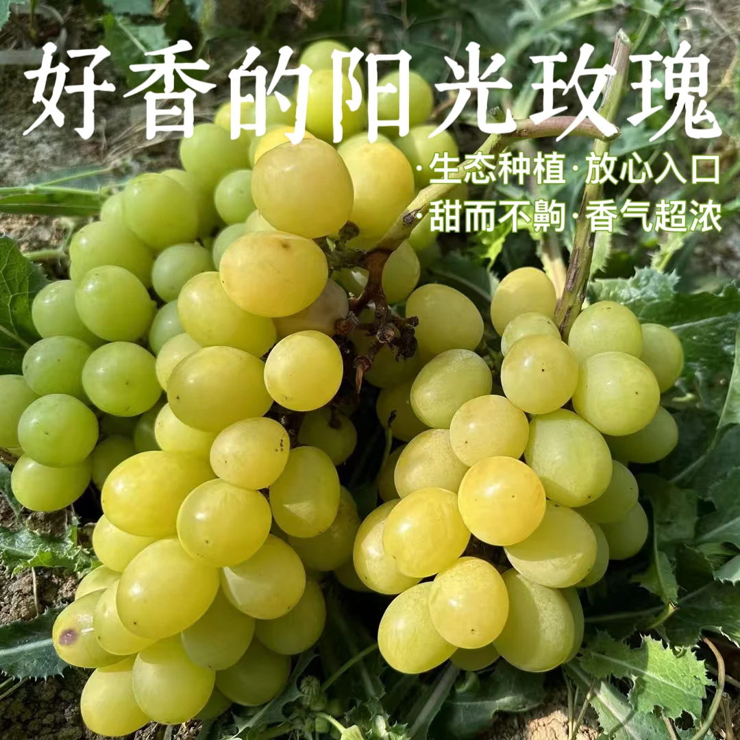 【香气浓郁】阳光玫瑰葡萄生态种植不膨果粒小晴王青提3斤顺丰