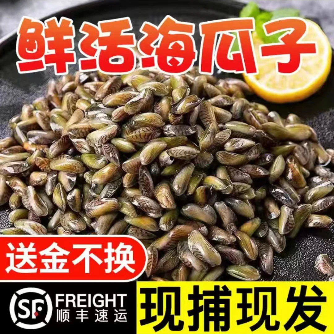 福建特大海瓜子薄壳顺丰包邮海鲜新鲜深海渔民天然干净