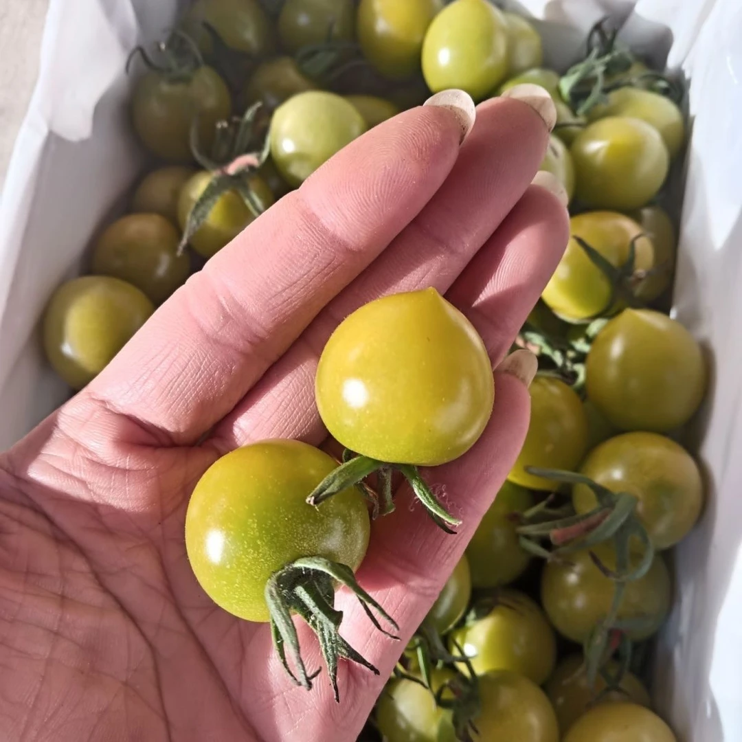 【寿光直发】青甜二号清甜爆汁圣女果西红柿绿千禧绿宝石樱桃小番茄