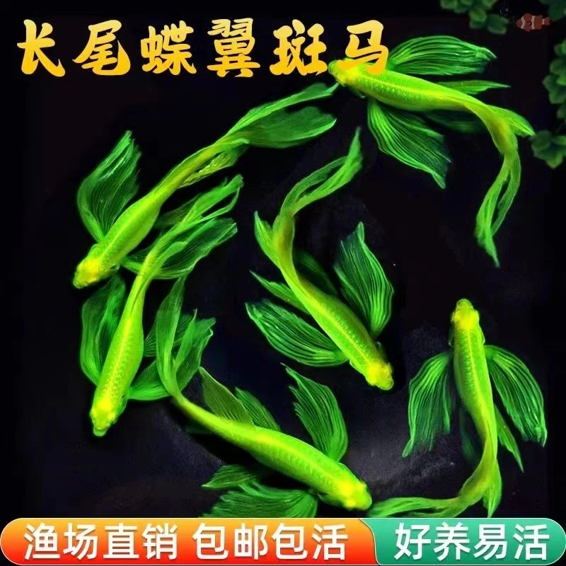 翡翠蝶翼斑马鱼长尾长鳍冷水鱼招财观赏鱼好养活鱼小型热带观赏鱼