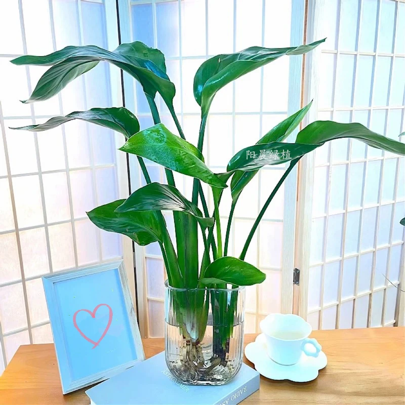 天堂鸟U型玻璃瓶水培植物室内好养桌面耐阴四季水养花卉