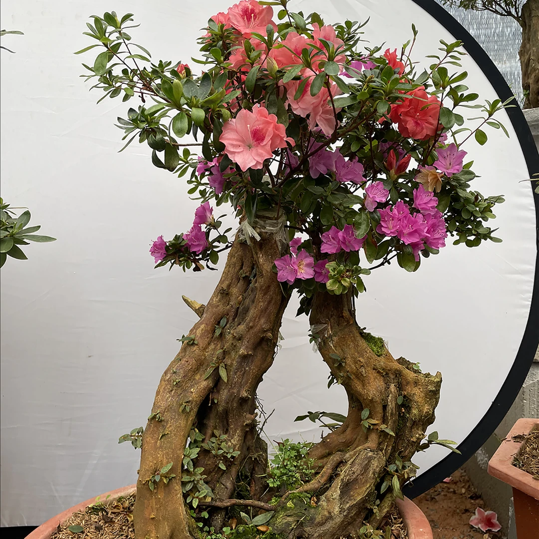 熙桩园 杜鹃盆景（不包邮或包邮，以主播为准）