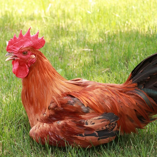 正宗黄脚大公鸡4.5-5斤七个月桂花林散养(活鸡包邮到家)