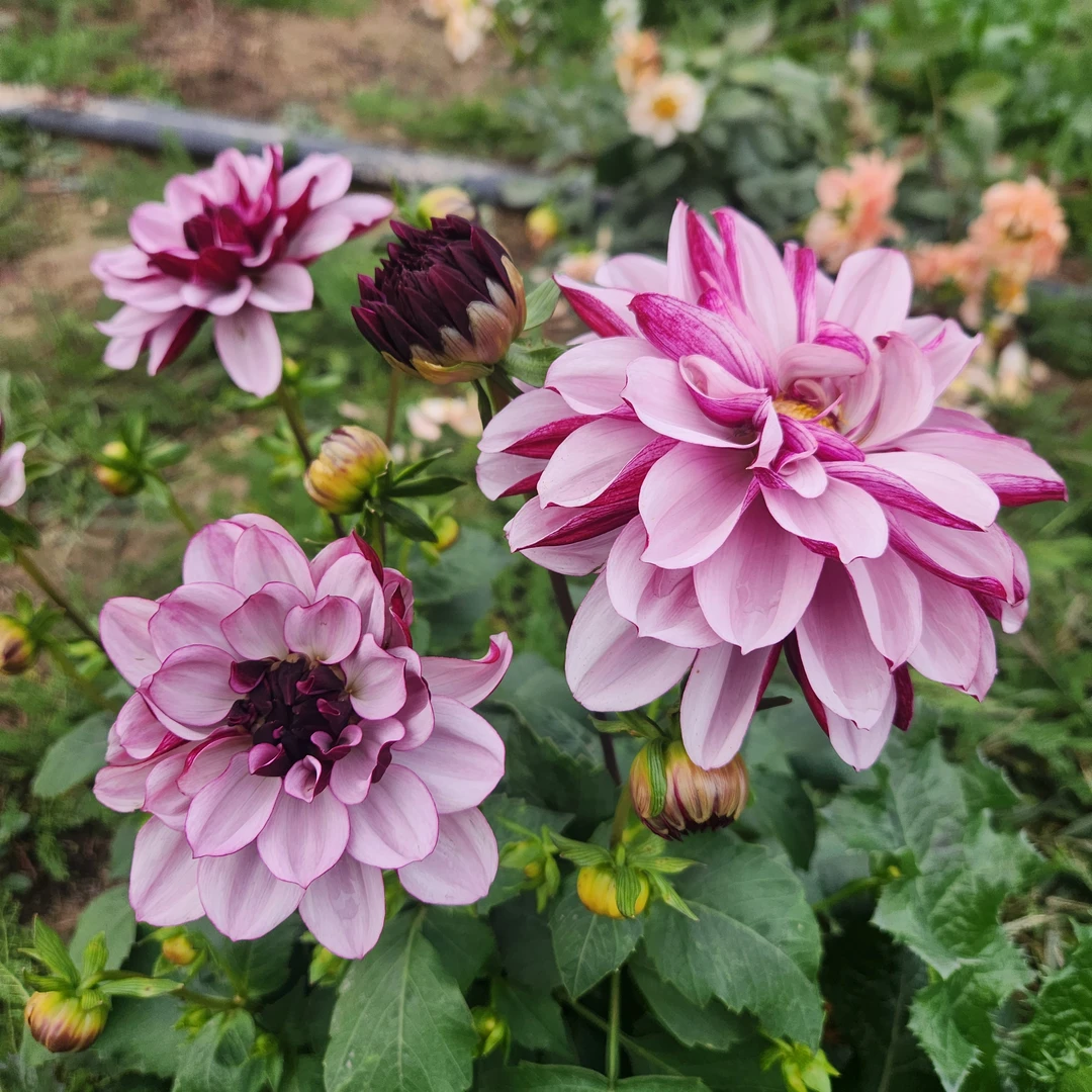 【大丽花 】爱国者 进口大丽花整株种球对版发货