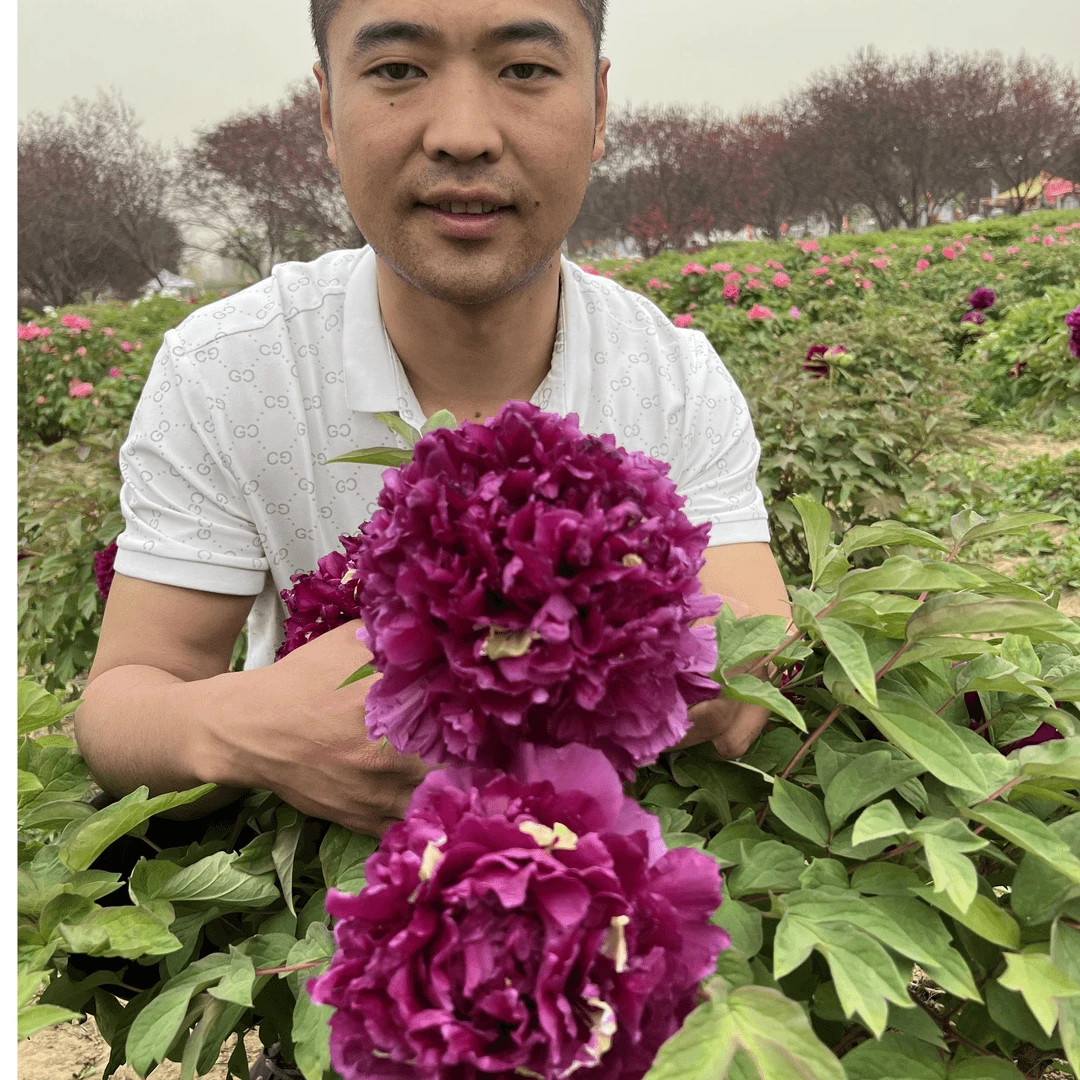 【菏泽牡丹园】冠世墨玉黑色系牡丹对版发货 先发肥料 后发牡丹苗