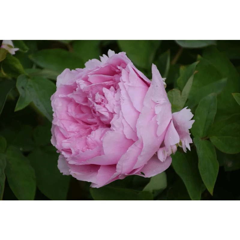 【菏泽牡丹园】擎天粉粉色系牡丹对版发货 先发肥料 后发牡丹苗