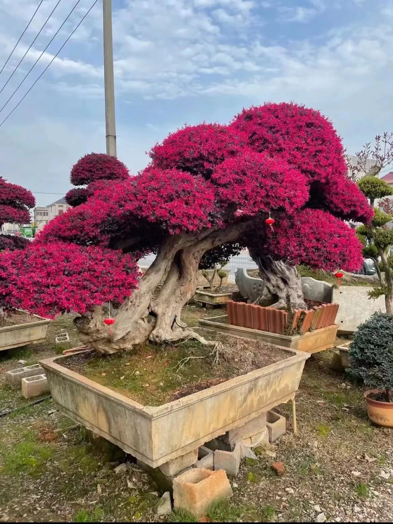 红花继木造型树别墅庭院地景红花檵木老桩盆景原盆一物一拍开花