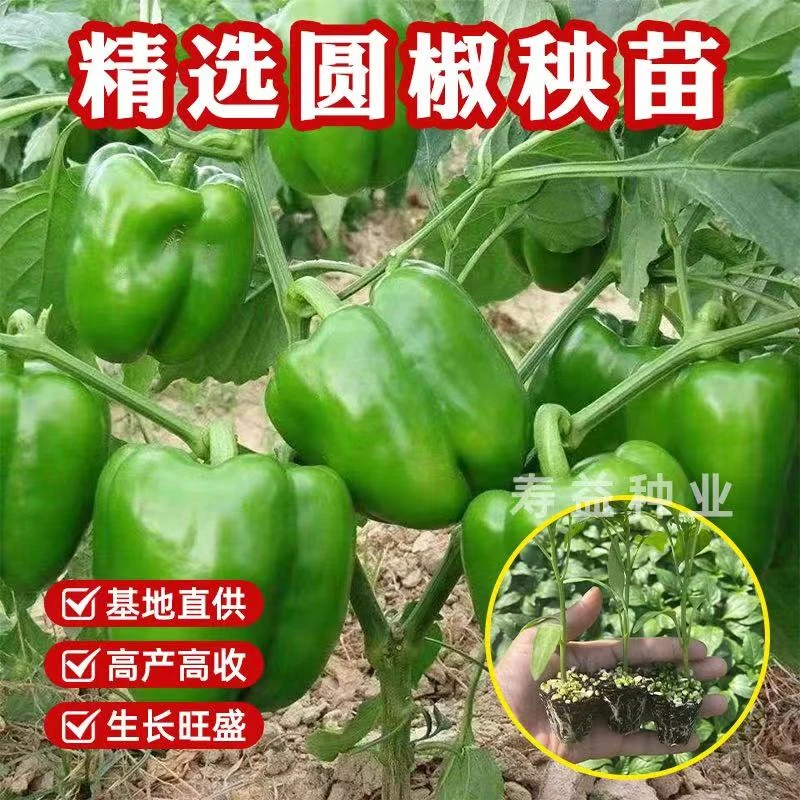 寿光大果甜椒秧苗种籽辣椒苗高产红黄绿方椒圆椒四季盆栽蔬菜种苗