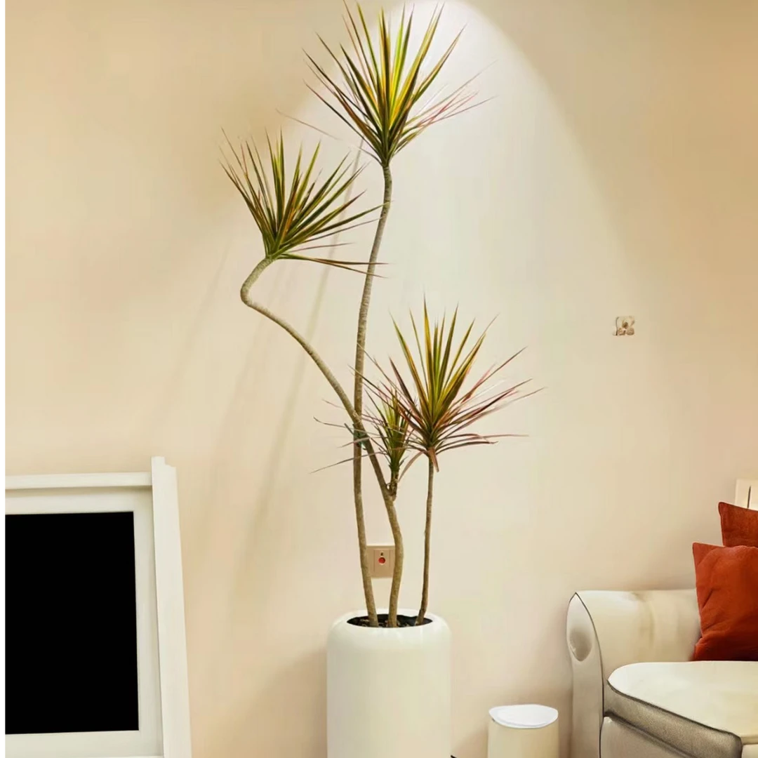 七彩千年木客厅绿植室内大型好养植物马尾铁办公室造型盆栽吸甲醛