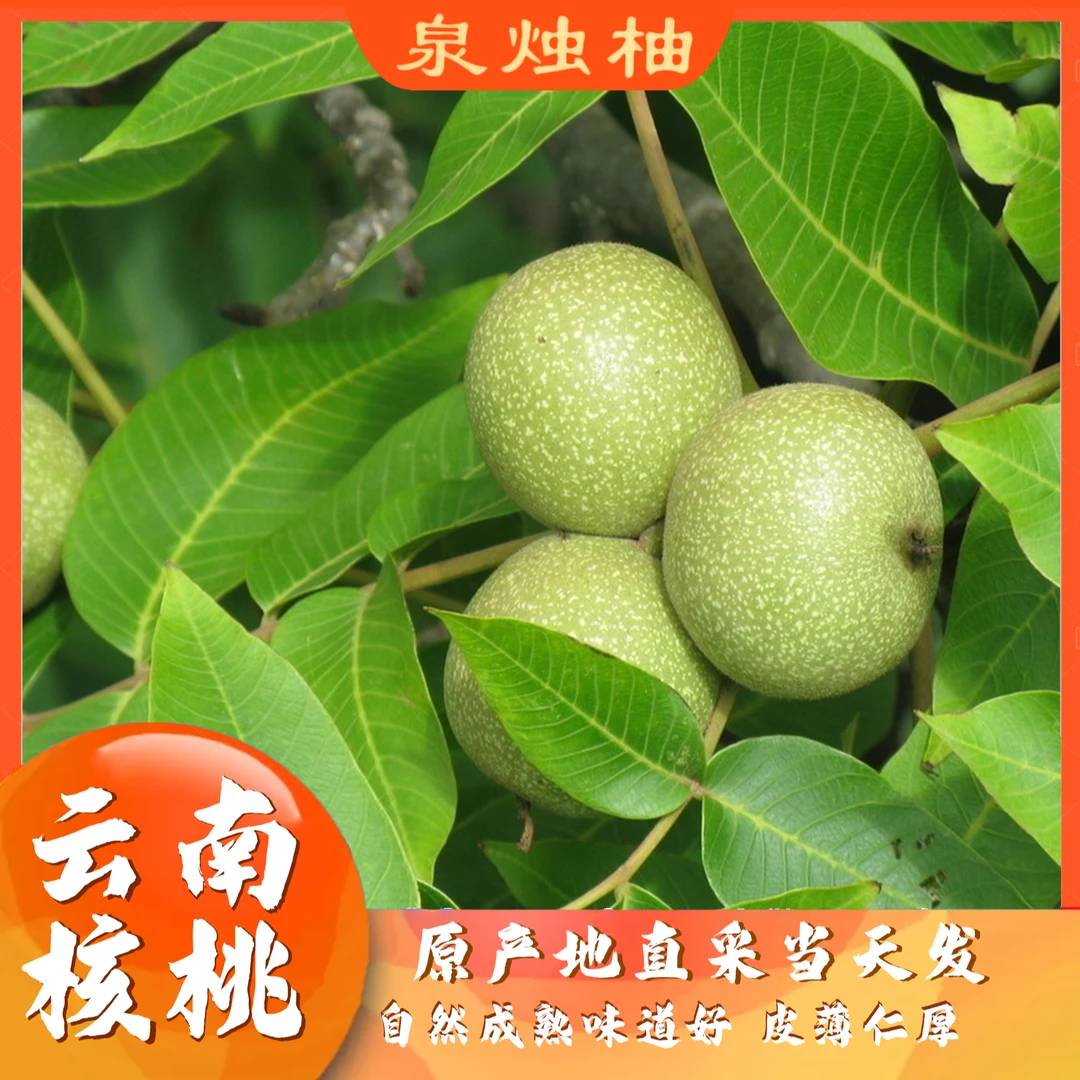 2025云南干核桃薄皮核桃包邮生态核桃薄皮干核桃新鲜上市