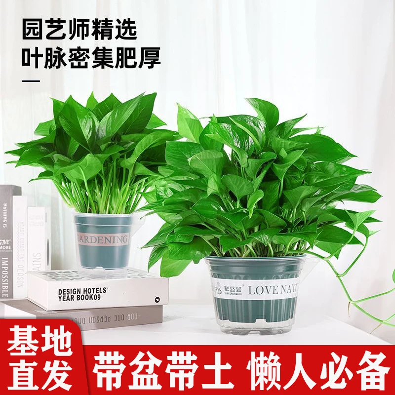 【基地直发】绿萝盆栽室内好养吸除甲醛净化空气水培自然培育大叶