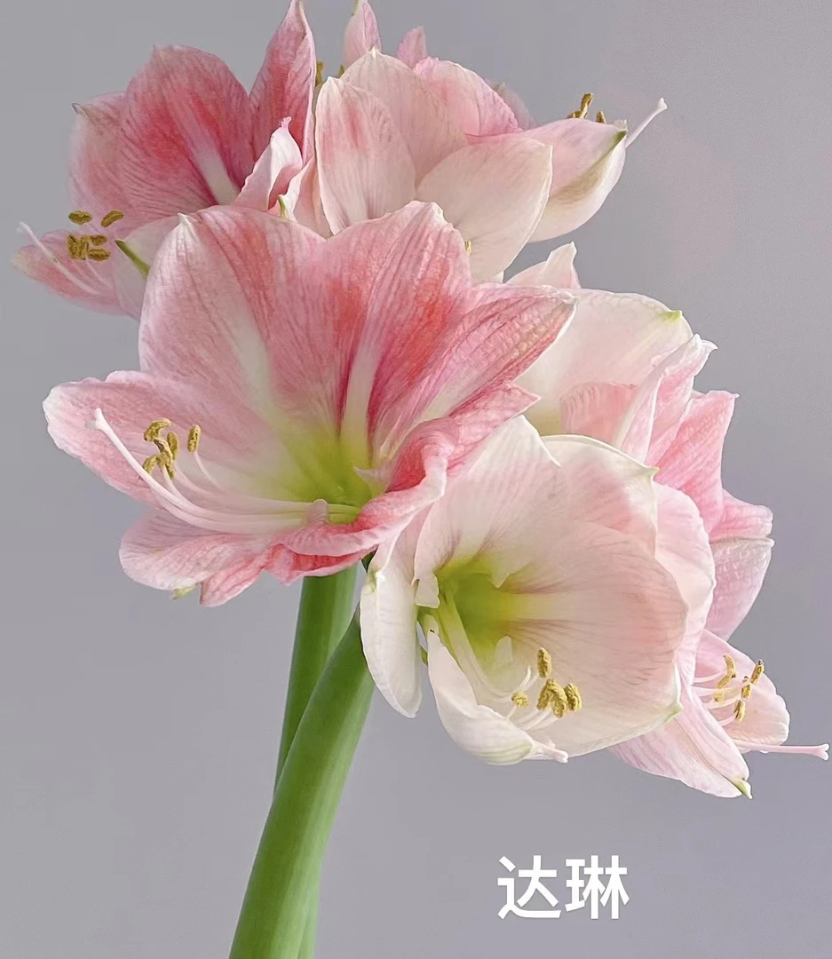 【朱顶红鲜切链接】云南产地直发 | 新鲜采摘