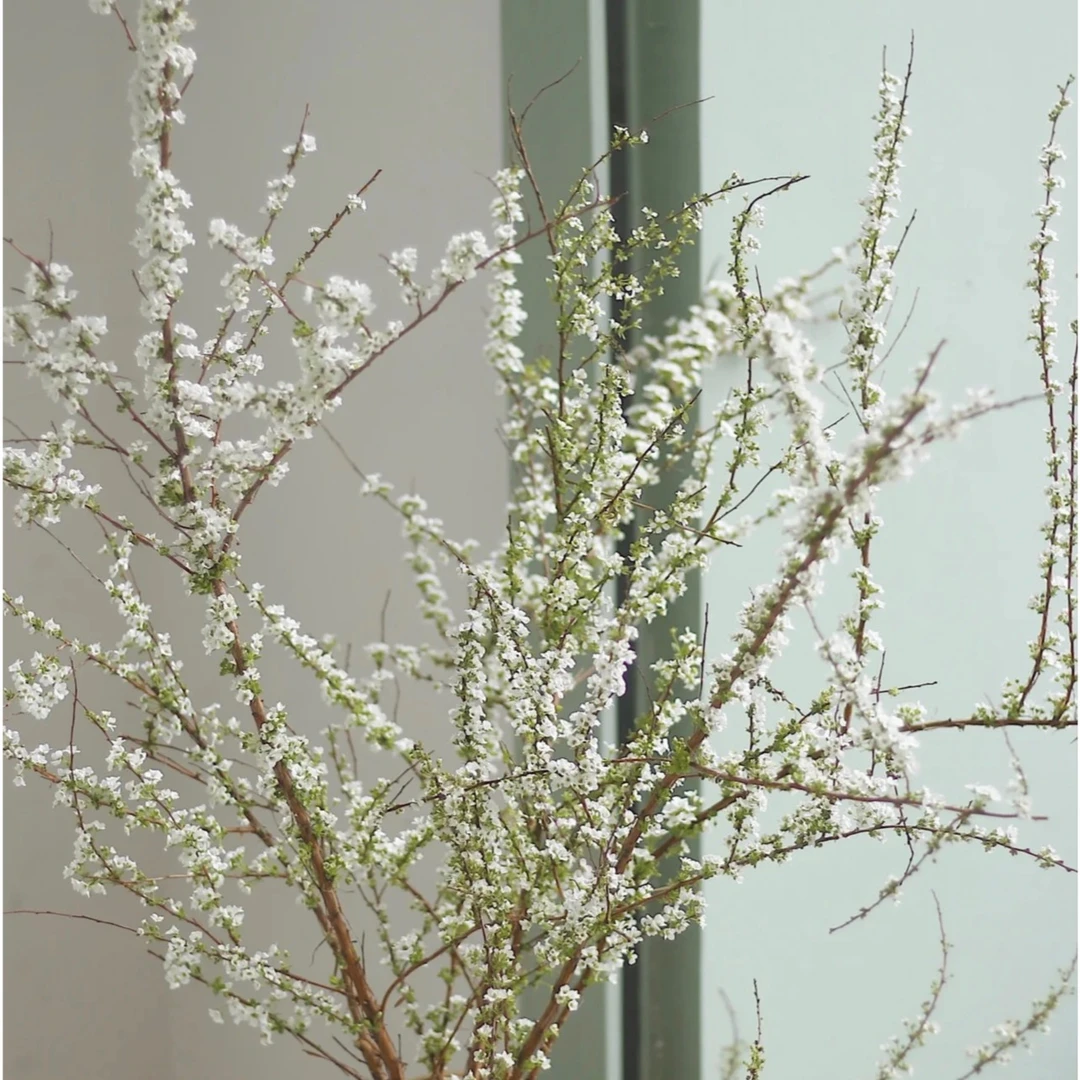 【名花优选】A级雪柳花木本家庭瓶插水养鲜切花云南直发-顺丰包邮