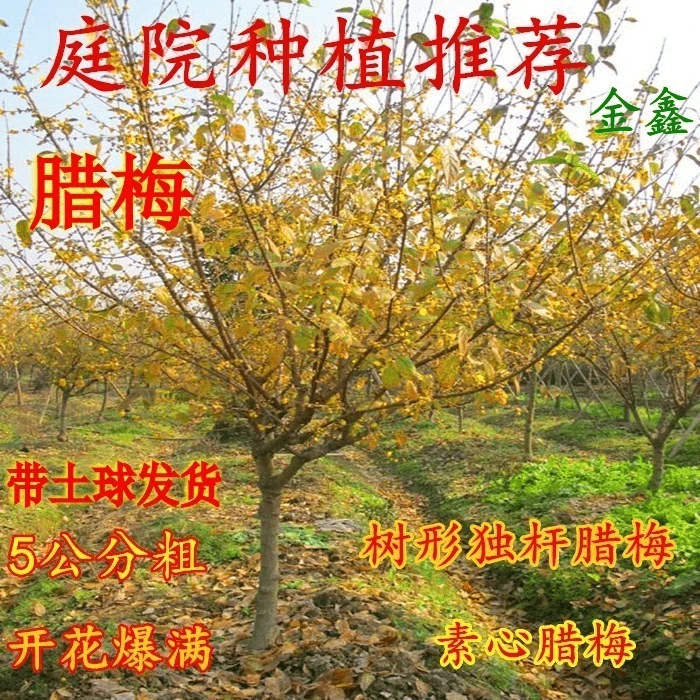 庭院风景树腊梅花树苗棒棒糖型丛生腊梅盆栽地栽老桩盆景耐寒植物