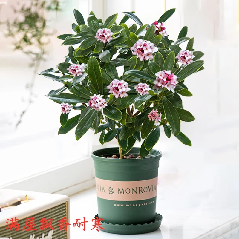 开花浓香金边瑞香盆栽冬季开花盆景四季绿植花卉瑞香花苗净化空气