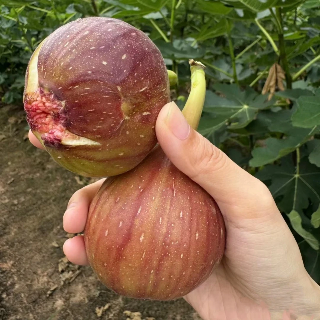 无花果苗无花果树苗波姬红青皮 庭院阳台盆栽绿植占地南北方种植