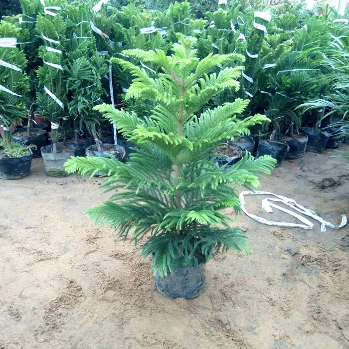 南洋松云杉南洋杉树苗 圣诞树花卉盆景盆栽四季盆栽种植常青很好