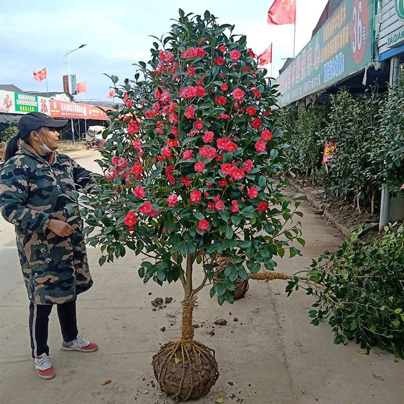 庭院耐寒花卉植物大型山茶花树苗四季常青耐冬耐冻茶花树苗绿植花