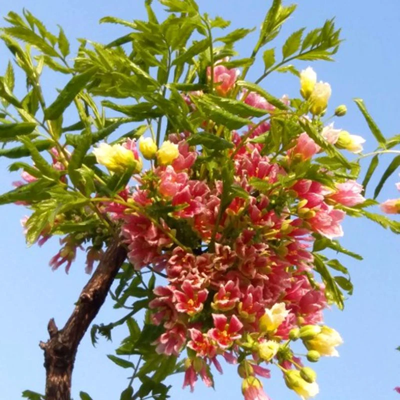 文冠花树苗浓香型盆栽室内外阳台庭院观赏花卉绿植好养多年生植物