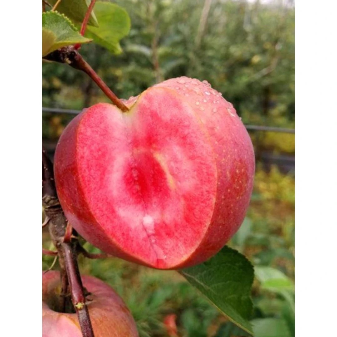 红肉苹果树苗红色之爱红心苹果苗北南方庭院种植盆栽地栽当年结果