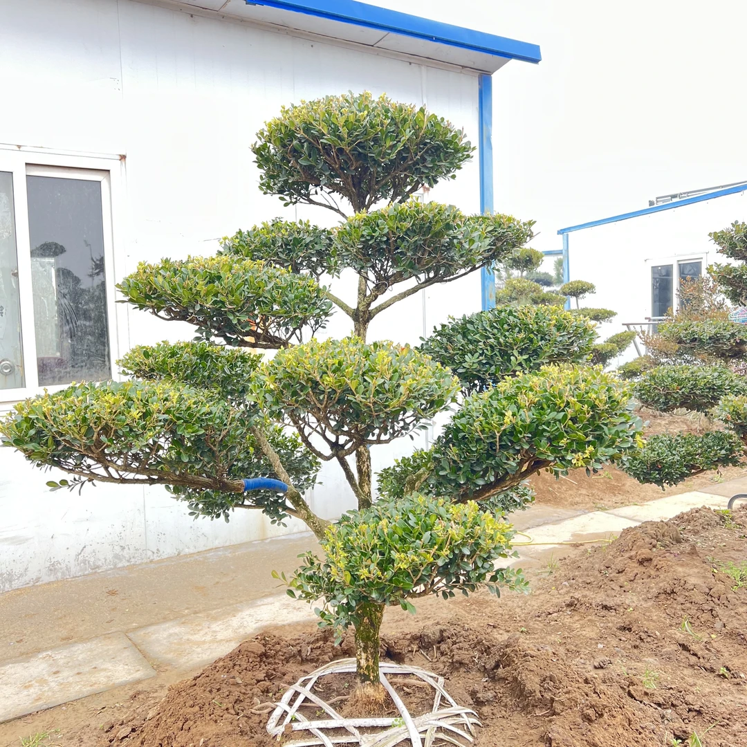 小叶黄杨树庭院别墅造型绿化独杆冬青黄杨盆景树四季常青树苗