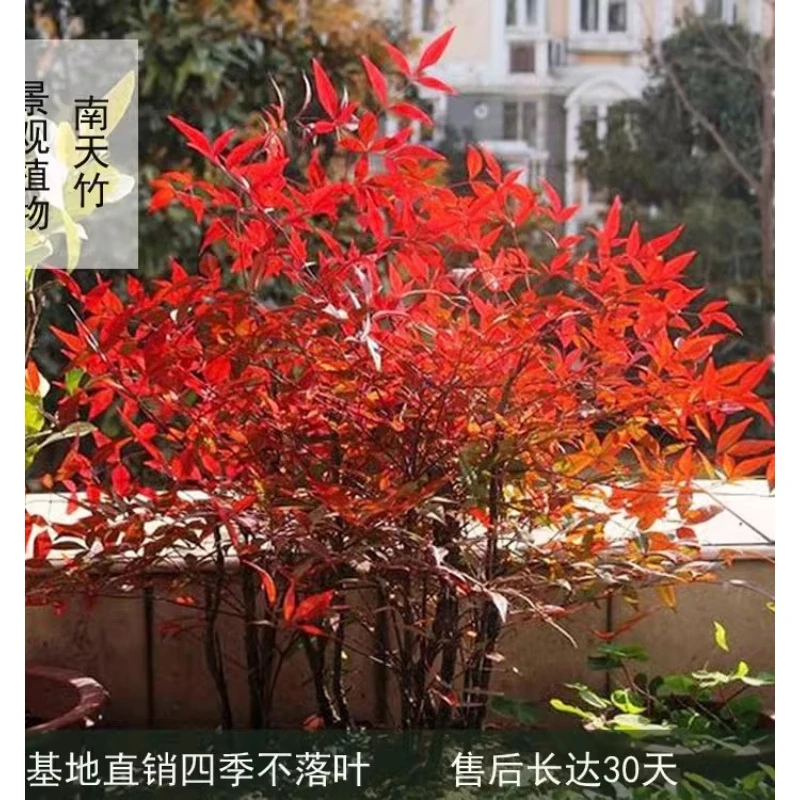 南天竹盆栽树苗火焰南天竹耐寒室内盆景庭院观叶花卉绿植红叶天竹