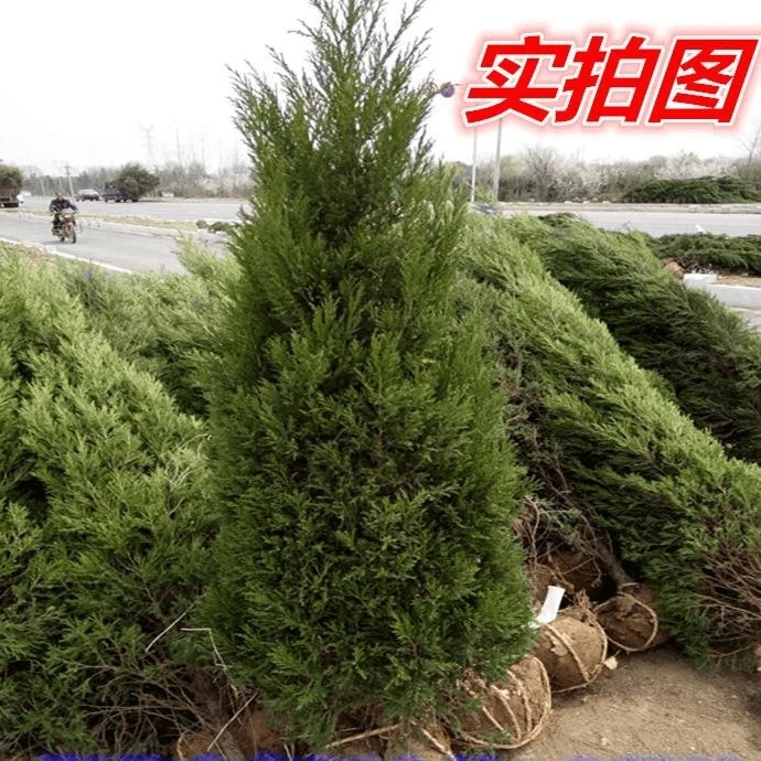 塔柏树苗松树刺柏侧柏柏树蜀桧松宝塔松龙柏四季常青地栽桧柏耐寒