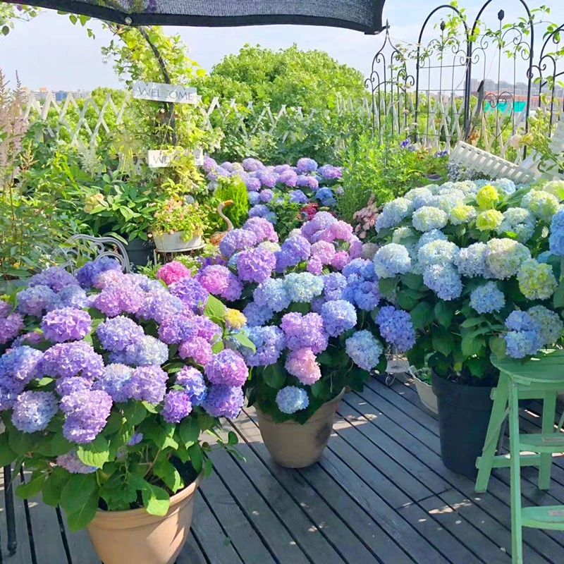 绣球花盆栽苗庭院花卉许愿星爆米花佳澄无尽夏耐寒好养易栽活室内