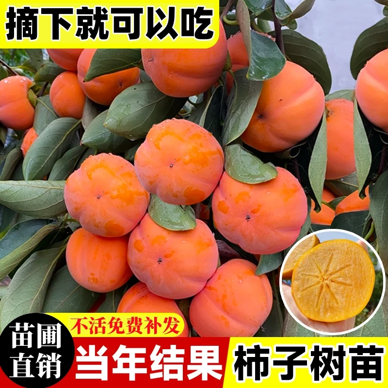 阳丰脆甜柿子树苗嫁接盆栽南北方种无核磨盘柿子苗树耐寒庭院果树