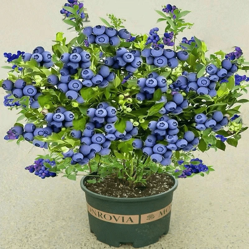 蓝莓树果苗南北方种植耐寒果树苗四季阳台盆栽薄雾蓝莓苗当年结果