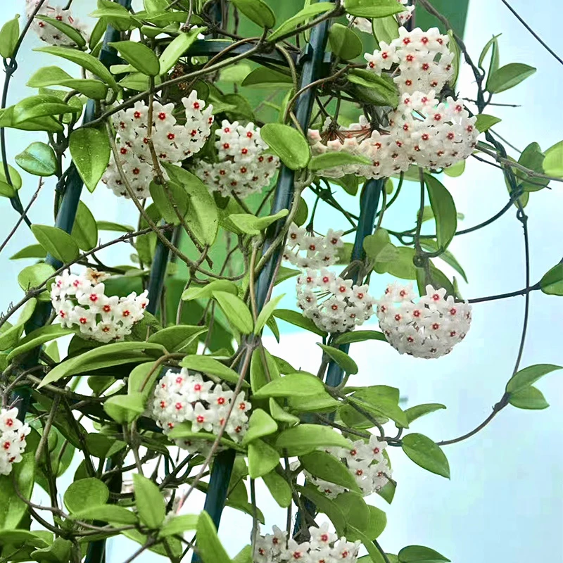 球兰盆栽绿植带花大苗四季开花卉室内爬藤绿叶心叶球兰植物吊兰卷