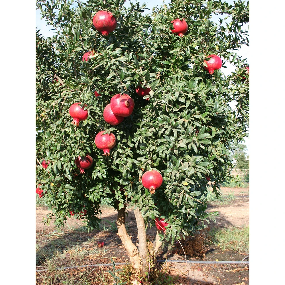 苗子石榴树树苗突尼斯软籽地栽庭院果树黑子无籽甜石榴大树带土球